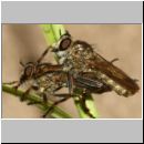 Tolmerus cf cingulatus - Raubfliege 06a 12mm - Sandgrube OS-Wallenhorst.jpg